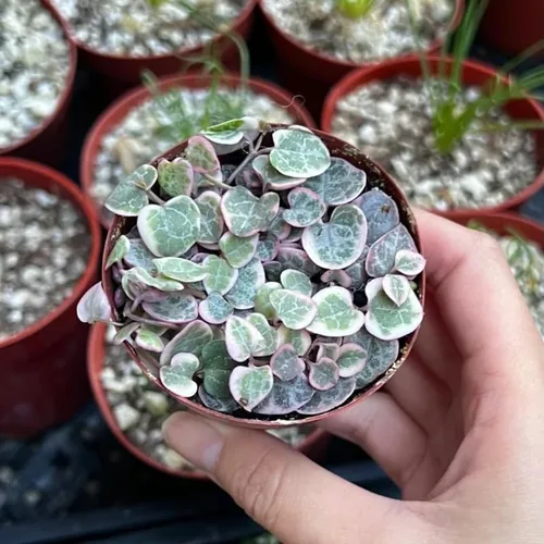 Miniatura 8 de Ceropegia Woodii Variegada Cadena de Corazones Planta Viva, Enredadera Suculenta Trepadora, Rara Planta de Interior Viva en Maceta
