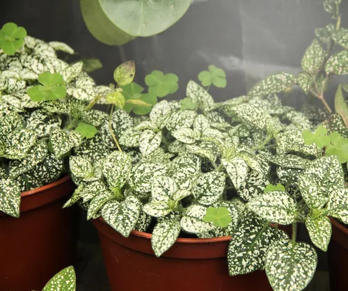 Miniatura 2 de Miracle LED Foco apretado LED de espectro completo luz diurna bombilla de crecimiento de una sola planta 6W reemplazo 75W incandescente luz