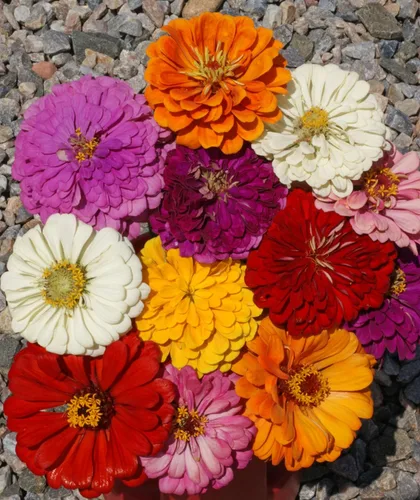 Miniatura 3 de Zinnia California Giant Mix Nice Garden Flower by Seed Kingdom Bulk 5,000 semillas