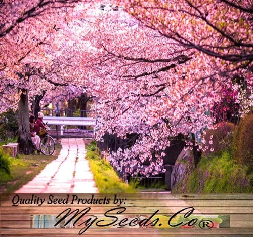 Miniatura 4 de Prunus serrulata (Cereza Japonesa, Sakura, Cereza Colina, Cereza Oriental, Cereza de Asia Oriental) Semillas de árbol, Flores vistosas, Semillas