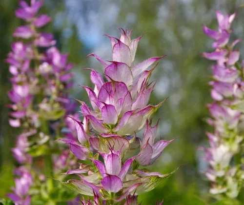 Miniatura 4 de Semillas Clary Sage Medicinal Herb Non GMO