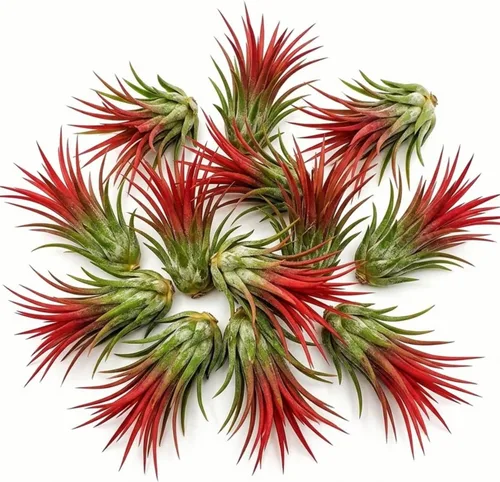 Air Plants Live, 10 plantas de aire de Tillandsia rojas, plantas de interior vivas para cultivar en interiores y exteriores, de 2 a 3 pulgadas de