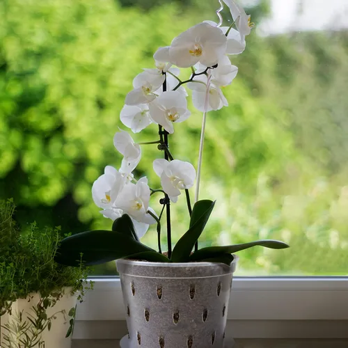 Miniatura 9 de Maceta de orquídeas, 7 pulgadas, paquete de 8 macetas de orquídeas con agujeros y platillos, maceta de plástico transparente para interiores