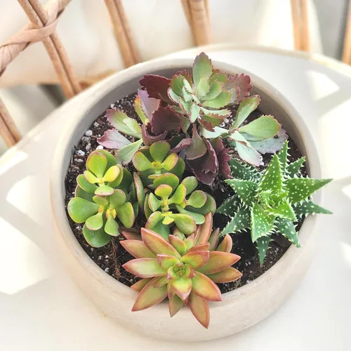 Miniatura 4 de Altman Plants, Plantas suculentas vivas (4 unidades), regalos para amantes de las plantas suculentas, plantas de interior vivas en tierra