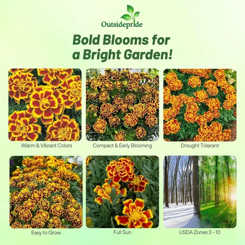 Miniatura 2 de Outsidepride Tagetes Patula Durango Bee French Marigold Garden Flower Seed - 250 Semillas Abeja francesa