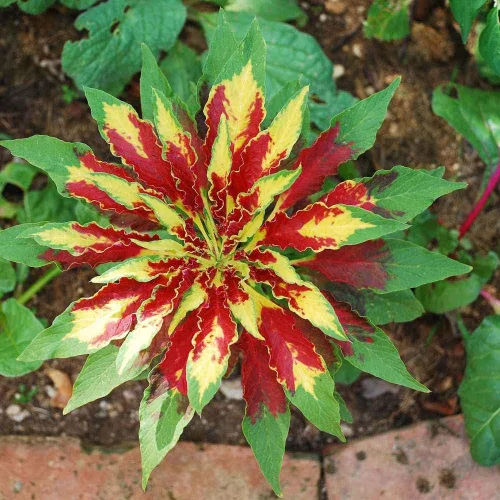 Miniatura 2 de Semillas Amaranthus Tricolor - 100 Seeds -Enviados desde Iowa, USA