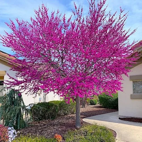 Eastern Redbud Tree - Planta viva en maceta de un cuarto de galón, árboles rojos de 8 a 12 pulgadas de alto, plantas vivas, resistentes al frío,