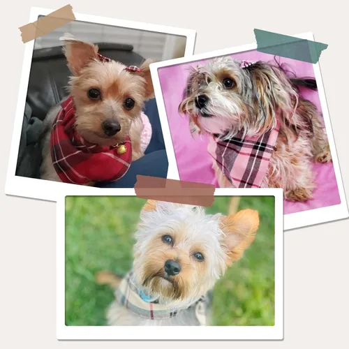 Miniatura 5 de PUPTECK Juego de collar y bandana para perro, paquete de 3 pinzas ajustables para el pelo de mascotas con pajarita y campanas, piel sintética suave