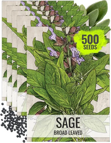 Miniatura 9 de Seed Needs Semillas de salvia para plantar hierbas de hoja ancha, semillas de hierbas culinarias sin OMG y sin tratar para plantar un jardín