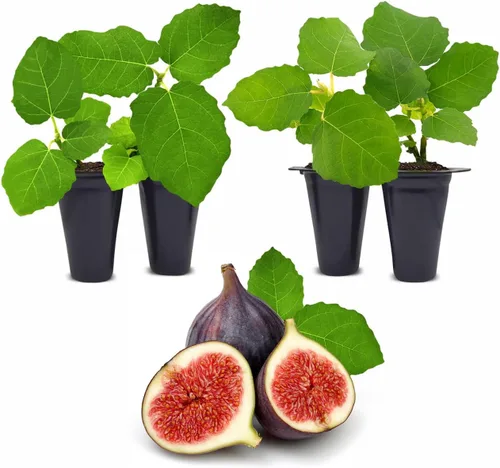 Miniatura 9 de Higuera Black Mission Viva en Venta (Paquete de 4) Plantas Fáciles de Cultivar Planta de Fruta Comestible para Vida Sostenible Cultiva tu
