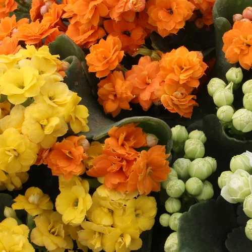Miniatura 3 de Florist Kalanchoe Plantas suculentas vivas (paquete de 3), suculentas Katy en llamas, fácil cuidado de las plantas, aprox. 7 pulgadas de alto