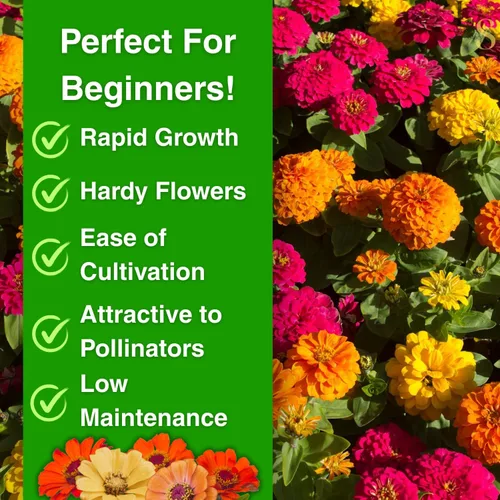 Miniatura 2 de Más de 1200 semillas de zinnia de mezcla loca para plantar, tolerantes al calor y la sequía, semillas de Zinnia Elegans Lilliput, mezcla de flores