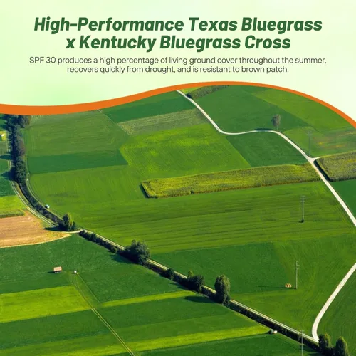 Miniatura 6 de Outsidepride Semillas de Bluegrass híbridas SPF-30, tolerantes al calor y la sequía, mezcla de semillas de Bluegrass de Texas y Kentucky para climas