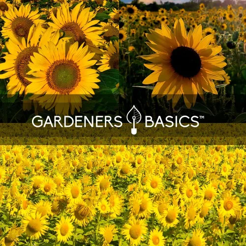 Miniatura 5 de Gardeners Basics, Semillas de girasol para plantar flores (paquete de 5) – Velvet Queen, mancha solar enana, reina limón, gigante y mamut mezcla a