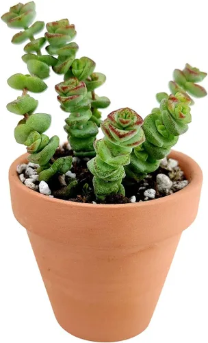 Miniatura 11 de Caja de suculentas Colección única de suculentas de Crassula vivas, fáciles de cultivar, planta de interior para el hogar, totalmente enraizadas