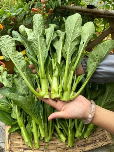 Miniatura 6 de 4000 semillas de Choy Sum de alta calidad – Cải Ngồng – Yu Choy – Semillas de col china en flor – Sin OMG, reliquia, tasa de germinación del 99%