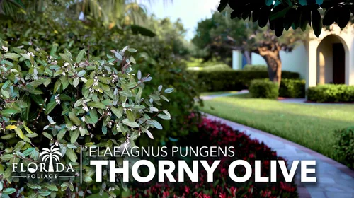 Miniatura 9 de Elaeagnus Pungens I 3 plantas vivas I Thorny Olive I Hardy arbusto de hoja perenne con flores fragantes, perfecto para setos, cribado y exhibición