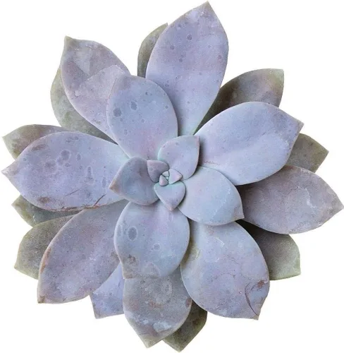 Miniatura 8 de Titanopsis Calcarea de hoja de hormigón de 2 pulgadas, suculenta saludable, rara e inusual, viva de fácil cuidado, planta interior de casa, Piedras