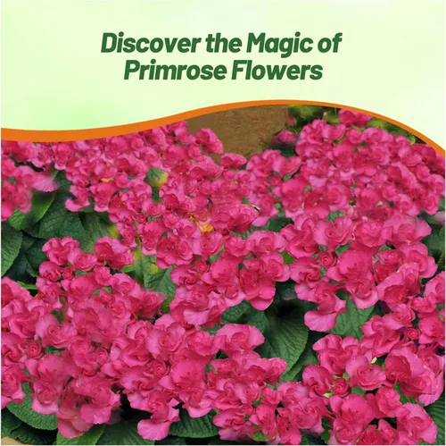Miniatura 6 de Outsidepride 10 semillas anuales Primula común Primrose Primlet Pink Shades Semillas de flores para plantar