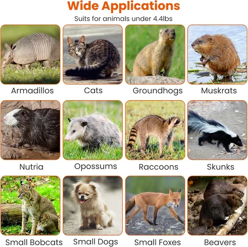 Miniatura 8 de Trampa de jaula de animales vivos de 31 pulgadas, trampa plegable resistente para gatos callejeros, mapaches, ardillas, zorrillos, marmotas, topos