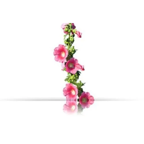 Miniatura 2 de Champú Cabello Aloe Vera - Hidratante - 300 Ml / Natural & Orgánico