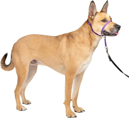 Miniatura 15 de Collar suave de conducción con DVD de entrenamiento PetSafe, Púrpura profundo Violeta intenso