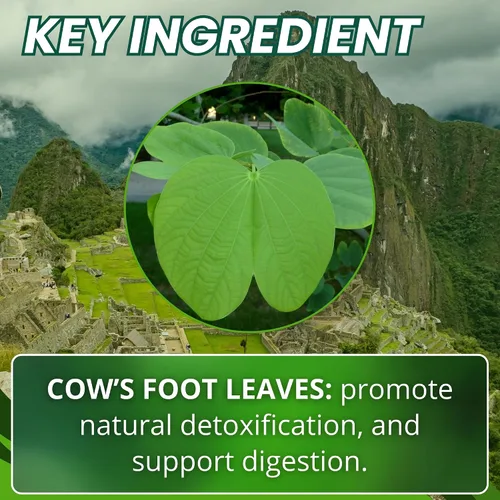 Miniatura 4 de Hanan Pata de Vaca 100 cápsulas – Apoya la desintoxicación y la salud digestiva 100% hojas de pie de vaca puras (Bauhinia forficata) Suplemento