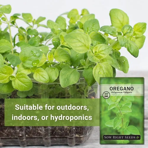Miniatura 3 de Sow Right Seeds - Semilla de orégano para plantar - Reliquia sin OMG - Instrucciones para plantar y cultivar un jardín de hierbas de cocina
