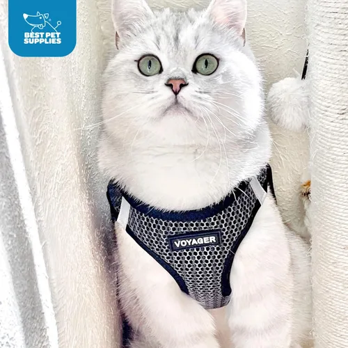 Miniatura 9 de Best Pet Supplies - Arnés de malla para todo tipo de clima, reflectante, antitirones, para perro y gato pequeño y mediano, con cierre de velcro