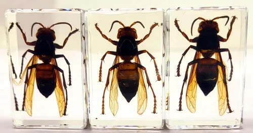 Miniatura 9 de 44mm Escorpión real asiático gigante en resina de lucite transparente cristal, especímenes de artesanía, insectos de animales varios, colección