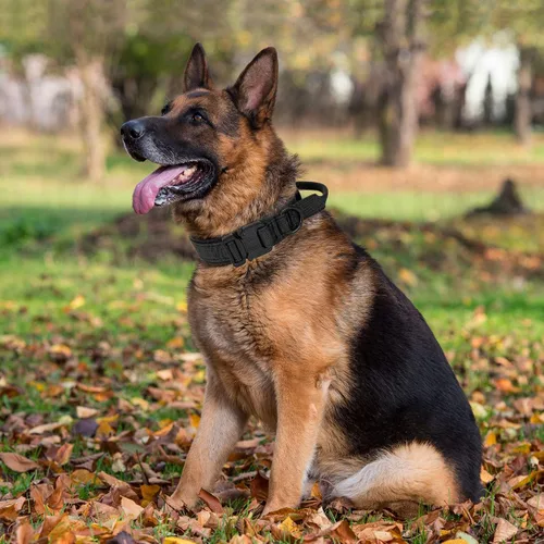 Miniatura 6 de Collar táctico para perros con asa - Collar de entrenamiento militar ajustable de nailon suave y hebilla de metal resistente para perros medianos