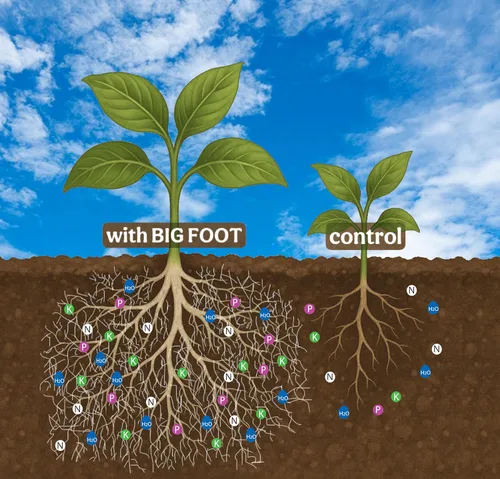 Miniatura 8 de Big Foot Hongos micorrícicos granulares para trasplantes - para todas las plantas - Estimulador de raíces fácil de usar - Trata 1200 plantas