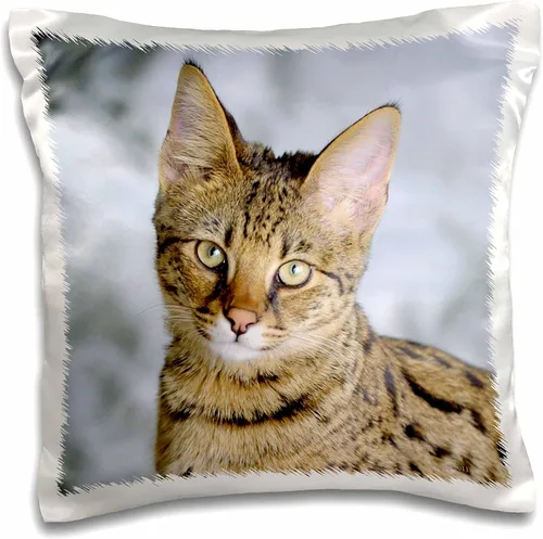 3dRose Savannah - Funda de almohada para gato, 16.0 in (pc_24999_1)