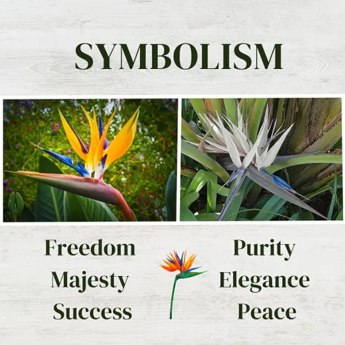 Miniatura 7 de Bird of Paradise Plants Live (paquete de 4), plantas Strelitzia con flores perennes de naranja (2) y blancas (2), plantas de interior/exterior