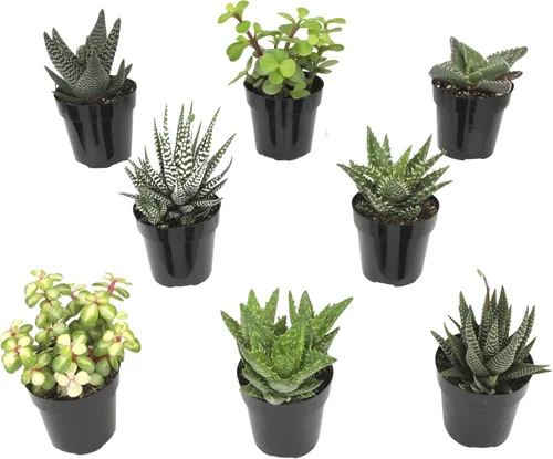 Miniatura 10 de Altman Plants, Plantas suculentas vivas, plantas de ventana vivas (8 unidades), plantas de interior vivas, plantas de interior vivas, plantas