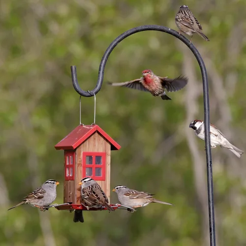 Miniatura 8 de Kingsyard Adorables Comederos para Pájaros para Exteriores, Comedero de Pájaros Colgante de Metal con 4 Puertos, Decoraciones de Jardín al Aire