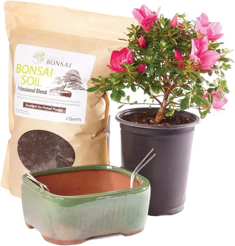 Miniatura 4 de Brussel's Bonsai Live Satsuki Azalea Bonsai, árbol de flores vivas, para exteriores, pequeño, 5 años de edad, 5 a 8 pulgadas de alto, paquete de 2