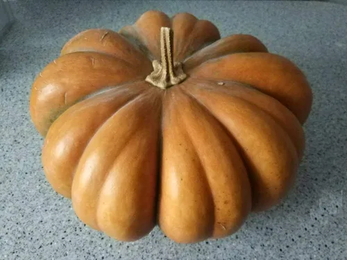 Musquee de calabaza De Provence Gigante Raro No GMO Vegetal para Plantar