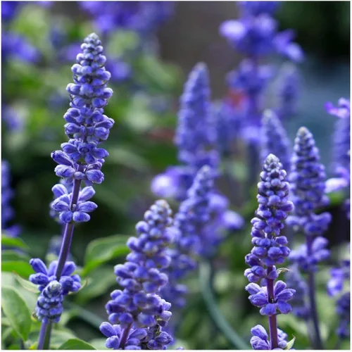 Miniatura 3 de Everwilde Farms - 1000 semillas de flores silvestres de salvia azul - Paquete de semillas jumbo Gold Vault