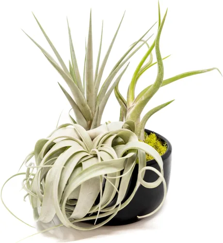 Air Plant Shop Planta de aire grande ensamblada para jardín, al por mayor y a granel, suculentas, Tillandsia viva, plantas de interior y exterior de