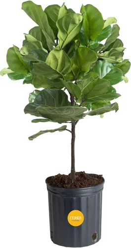 Miniatura 17 de Costa Farms Árbol de higuera de hoja de violín, Ficus Lyrata vivo de 3 a 4 pies, purificador de aire, grande, fácil de mantener, planta de piso