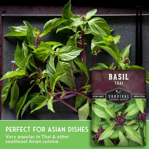Miniatura 5 de Semillas de albahaca tailandesa para plantar – Albahaca dulce tailandesa con sabor a anís para cocina asiática – Semillas de hierbas tradicionales