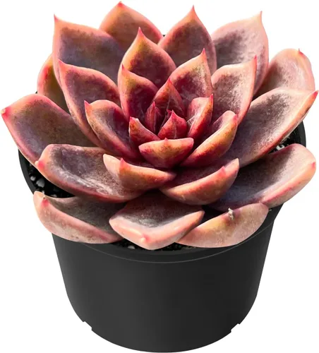 Miniatura 6 de Sprout N Green Echeveria 'Snow Angel', suculenta viva totalmente enraizada en maceta de 2 pulgadas, planta de casa para el hogar, oficina, boda