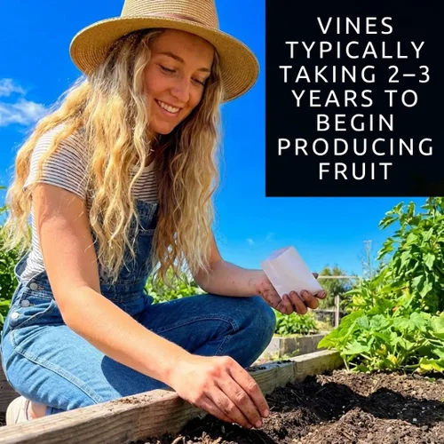 Miniatura 7 de Semillas de uva Red Concord para plantar: más de 20 semillas, cultivo de vides de uva para jugo, gelatina, vinificación, jardín de frutas