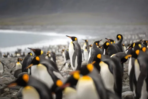 King Penguins Family Raft Waddle Penguin Poster Penguin Home Decor Emperor Penguin Wall Decor Arctic Ice Animal Wildlife Art Print Snow Nature Print