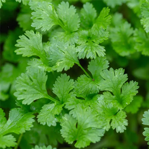 Miniatura 3 de Semillas de cilantro (Ocio) (300 Semillas)
