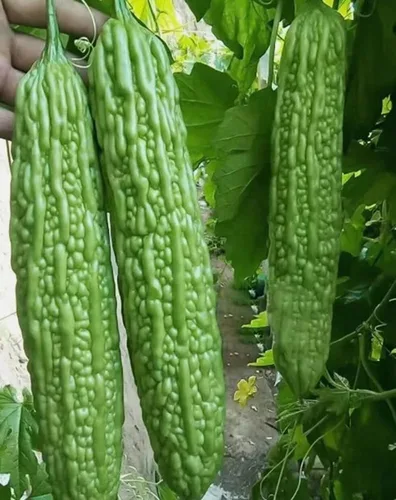 Semillas de calabaza amarga larga de piel verde, semillas de melón amargo, semillas de vegetales asiáticos, 15 Uds