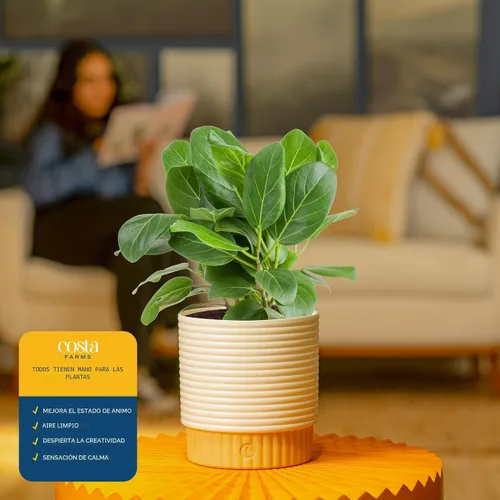 Miniatura 5 de Costa Farms Ficus Audrey, planta viva de interior de 1 a 2 pies de altura en maceta minimalista de 6 pulgadas, fácil de cultivar, purifica el aire