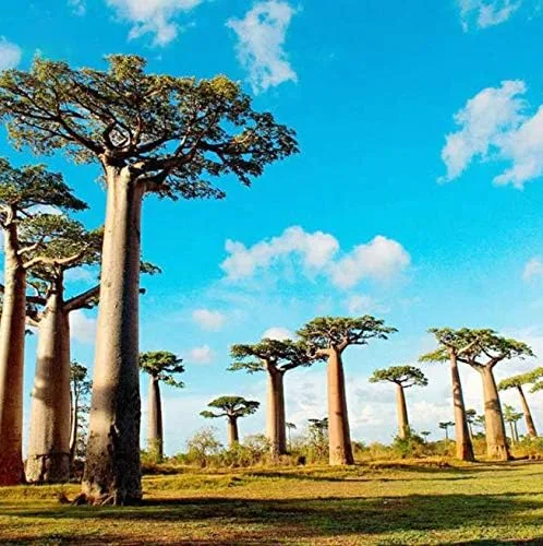 Miniatura 3 de Atfipan - 5 unidades/bolsa Adansonia Digitata Baobab Semillas de árbol de baobab raras Semillas raras de Baobab Semillas de jardín Plantas