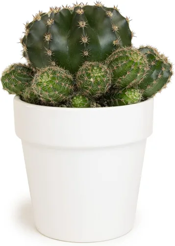 Miniatura 8 de Plantas de cactus viven en maceta de arcilla, cactus vivo en maceta en tierra de cactus, mini cactus vivos, plantas suculentas vivas, cactus vivos